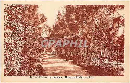 Cartes postales Fez La Pepiniere Allee des Rosiers