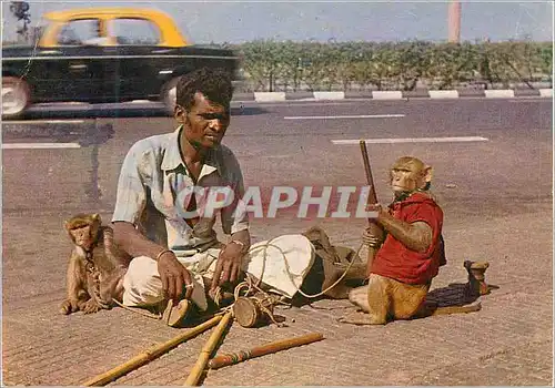 Cartes postales moderne India Singe