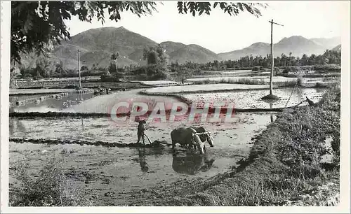 CARTE PHOTO Buffle Attelage Charrue