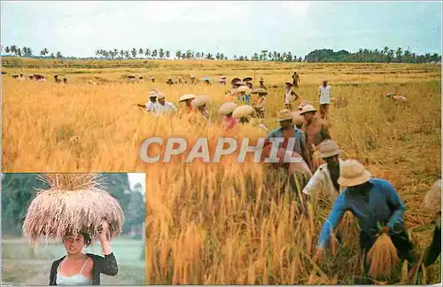 Cartes postales moderne Panen selahi bagus di Bali