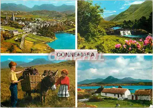 Cartes postales moderne Connemara Co Galway Ane Donkey