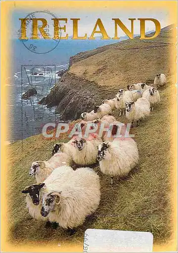 Cartes postales moderne Ireland Moutons