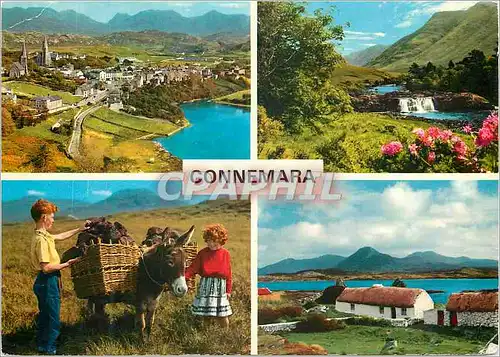 Cartes postales moderne Connemara Co Galway This is the name given to the western portion of Co Galway Ane Donkey