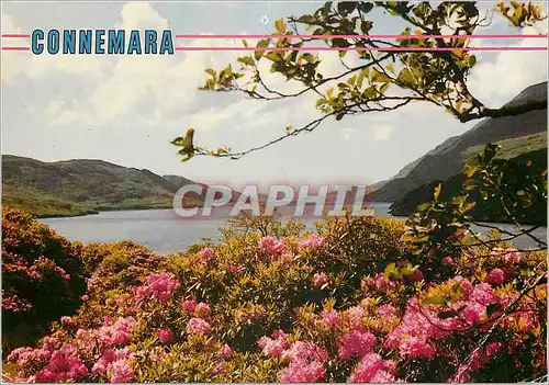 Cartes postales moderne Connemara Co Galway