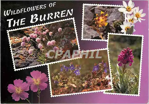 Cartes postales moderne Wildflowers of the Burren The cracks and crevices of the limestone pavements in the Burren Co