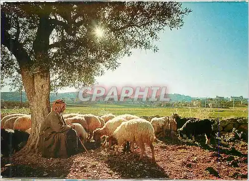 Cartes postales moderne Le Berger avec son Troupeau dans le Champ des Bergers