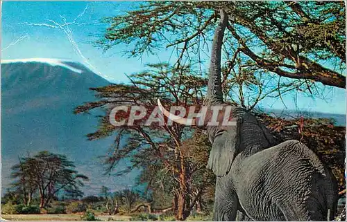 Cartes postales moderne African Wild Life Elephant