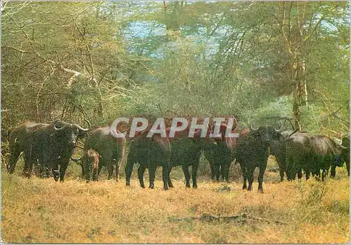 Cartes postales moderne Buffalo Herd