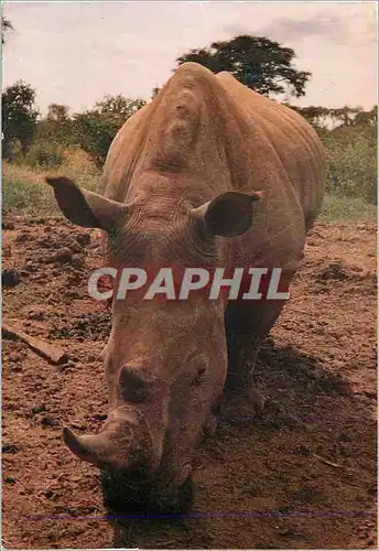 Cartes postales moderne White Rhinoceros