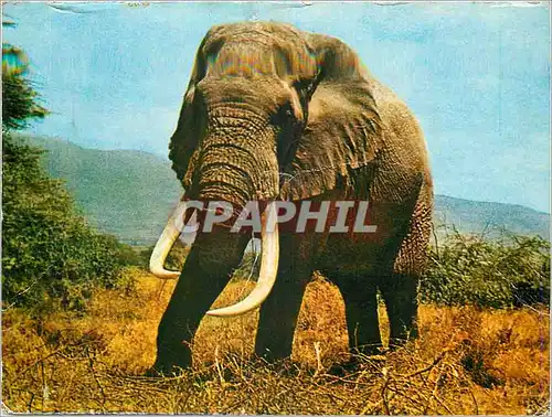 Cartes postales moderne The Old Wise Elephant