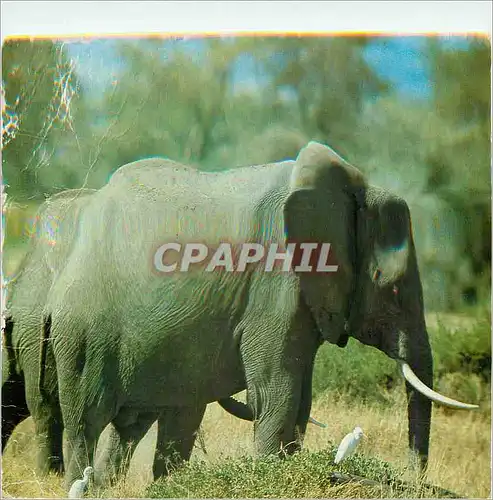 Cartes postales moderne Elephants