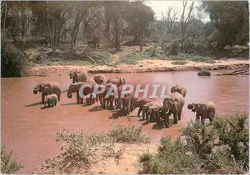 Cartes postales moderne Elephants at a River