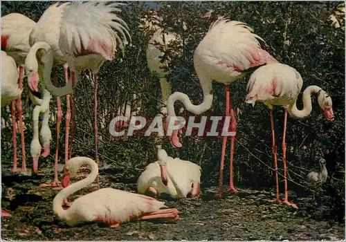 Cartes postales moderne African Wild life Flamingoes