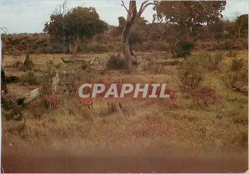 Cartes postales moderne Impala Herd