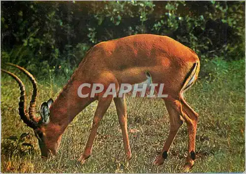 Cartes postales moderne East African Game (Impala)