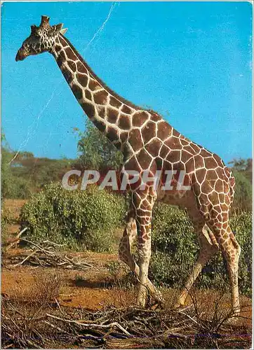 Cartes postales moderne Giraffe