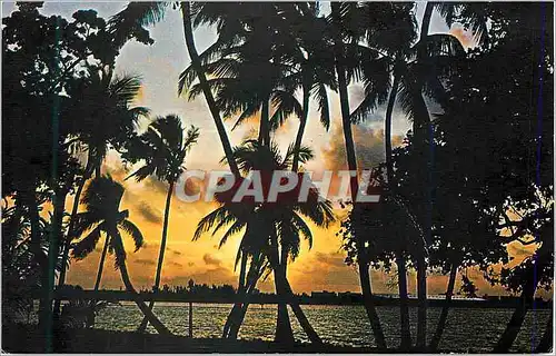 Cartes postales moderne Sunset in Tropical Florida
