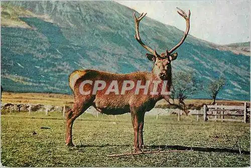 Cartes postales moderne Red Deer Stag Native of the Highlands of Scotland