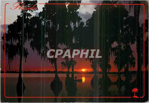 Cartes postales moderne Florida seen Through the Cypress Trees