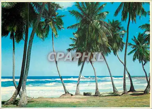Cartes postales moderne Tropical Florida Palms and Surf