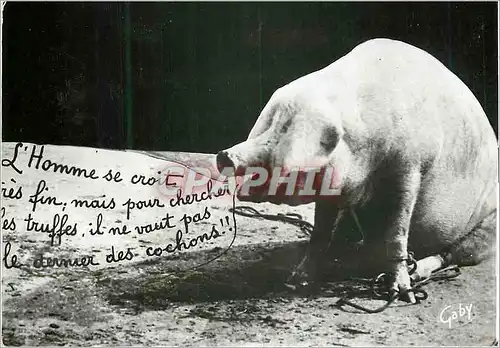 Cartes postales moderne Cochons du perigord Porc