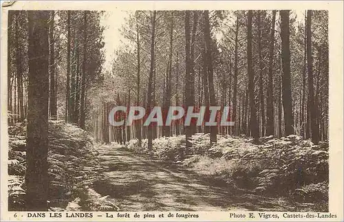 Cartes postales Dans les Landes La Foret de Pins et De Fougeres