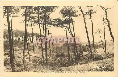 Cartes postales Capbreton sur Mer la Plage Sauvage