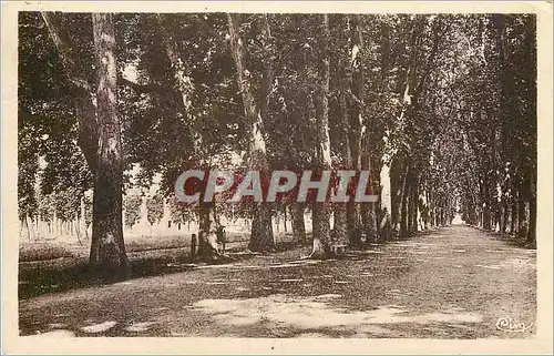 Cartes postales Decize (Nievre) La Promenade des Halles