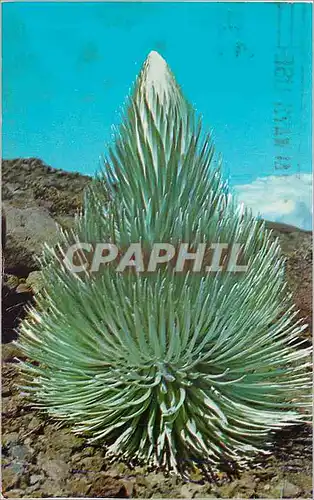 Cartes postales moderne After Growing for 7 to 40 Years the Haleakala Silversword Sends