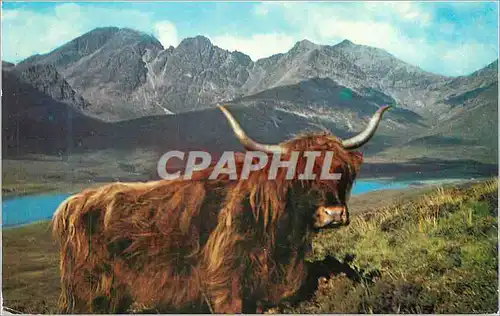 Cartes postales moderne A Highland Rover