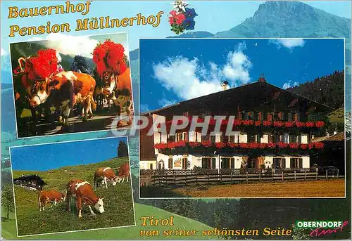Cartes postales moderne Bauernhof Pension Mullnerhif Tirol Von Seiner Schonsten Seite