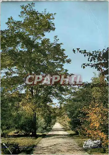 Cartes postales moderne Nogent sur Vernisson Loiret Domaine des Barres Une Allee du Fruticetum