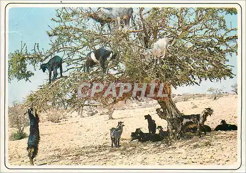 Cartes postales moderne Maroc typique Chevre Chevres