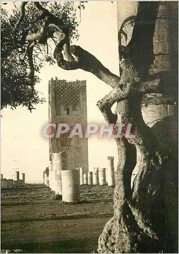 Cartes postales moderne Rabat La Tour Hassan