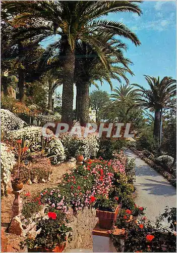 Cartes postales moderne Vegetation Mediterraneenne