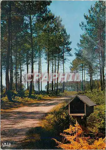 Cartes postales moderne Dans les Landes Niche a Pain