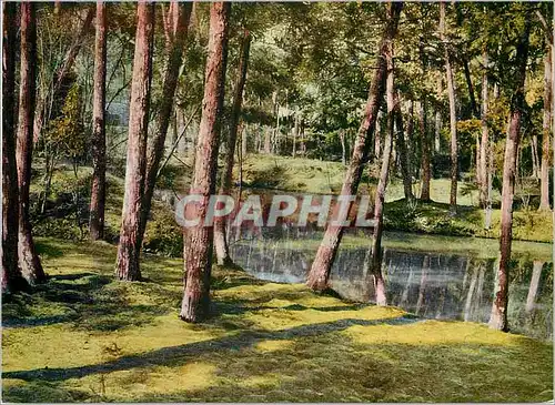 Cartes postales moderne Garden of Satho Il (Moss Temple)