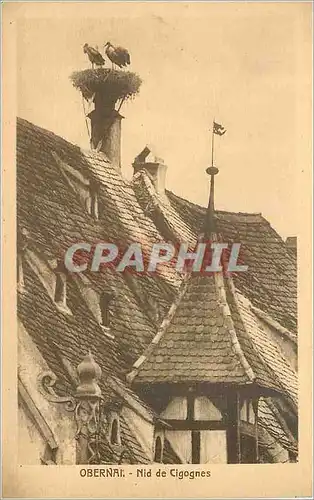 Cartes postales Obernai Nid de Cigognes