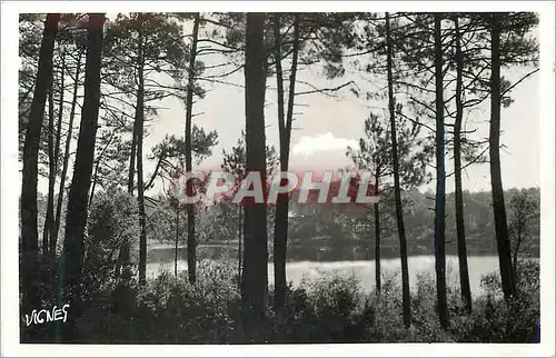 Cartes postales moderne Au Pays Landais Coin de Lac des Landes