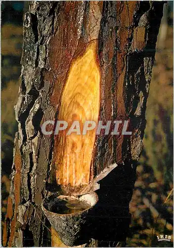 Cartes postales moderne Au Pays Landais Sans Regretter son Sang qui Coule (Goutte a Gouette)