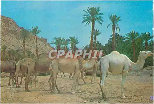 Cartes postales moderne Halte dans l'Oasis