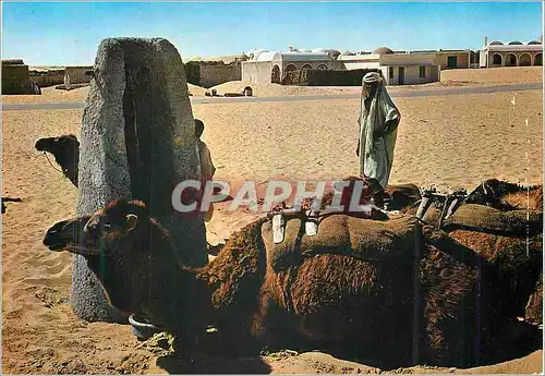 Cartes postales moderne Algerie Le Sud Fascinant Chameaux