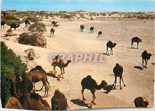 Cartes postales moderne Algerie Le Sud Fascinant Chameaux