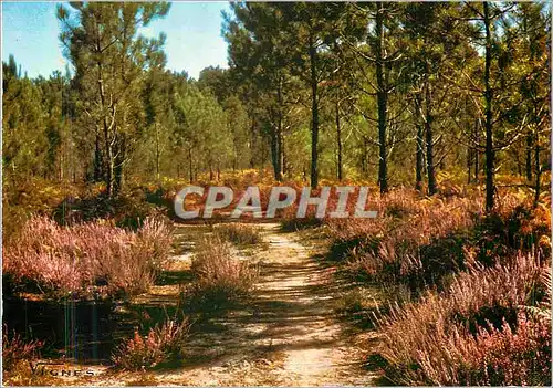 Cartes postales moderne Visage des Landes Sentier en Foret Automnale