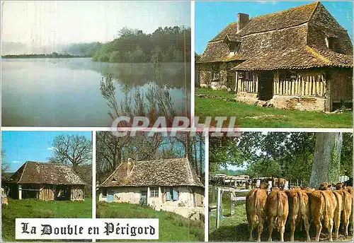 Cartes postales moderne la Double en Perigord Vaches