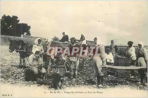 REPRO Ile de Re Triage des Huitres au parc du Puray