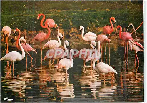 Cartes postales Parc Floral de la Source a Orleans (Loiret) Flamants Roses