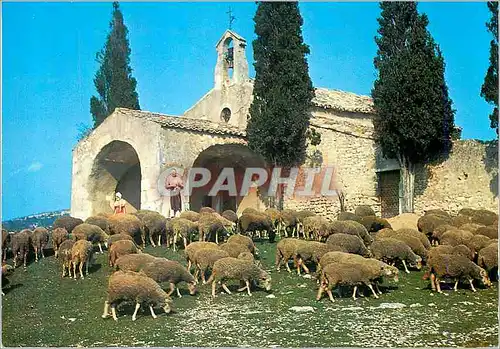 Cartes postales moderne Les Belles Images de Provence Moutons devant la Chapelle St Sixte a Eygalieres Moutons