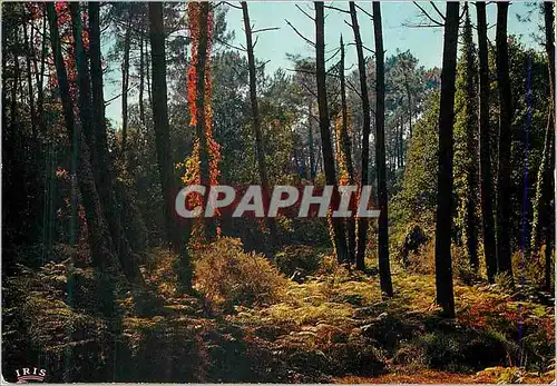 Cartes postales moderne Dans nos forets de Gascogne Un sous bois