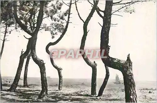 Cartes postales moderne Ile d'Oleron Bayardville Les Pins Tordus Bordant la Plage